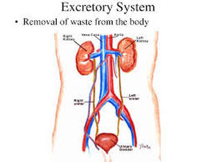 Excretory System - My organ donation project
